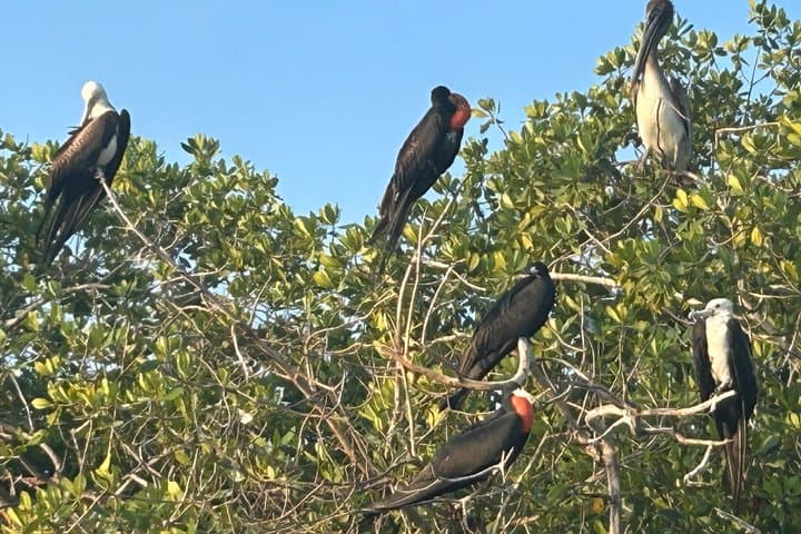 Kayaking in San Jose Ixtapa Lagoon with Luis de la Maza