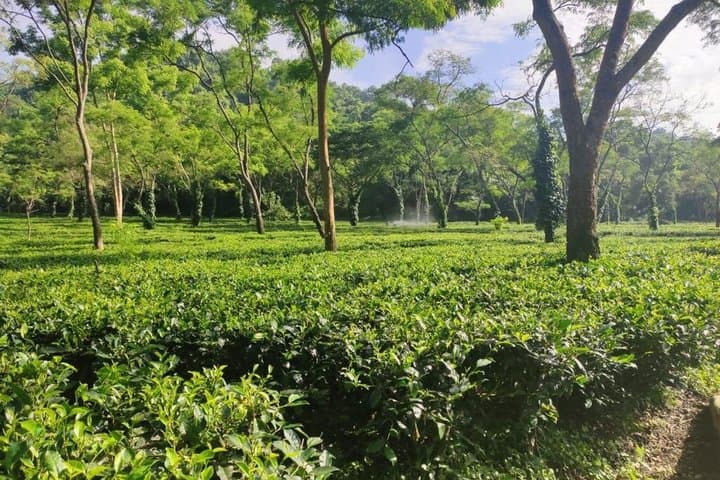 Guwahati Tea Garden tour @ Amchong