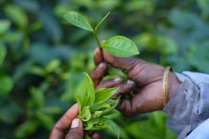 Amchong Leaf Walk Through Experience !