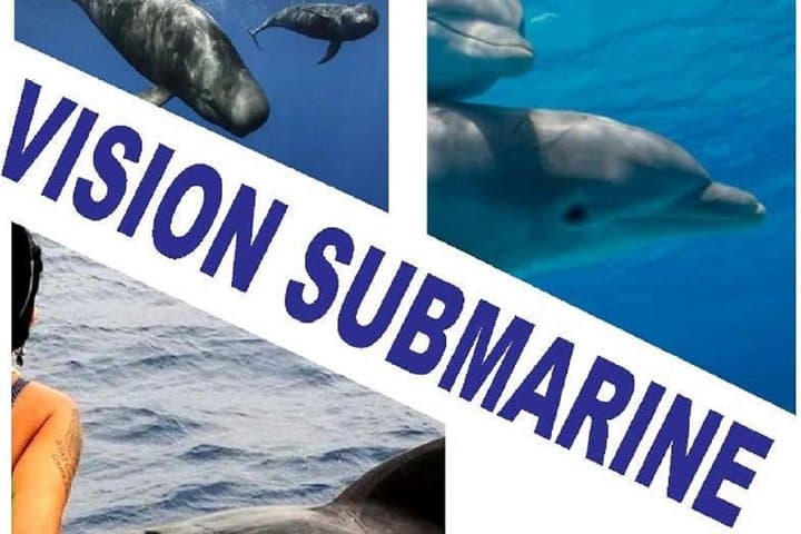 No chase, respectful Whale & Dolphin tour, vision submarine - 