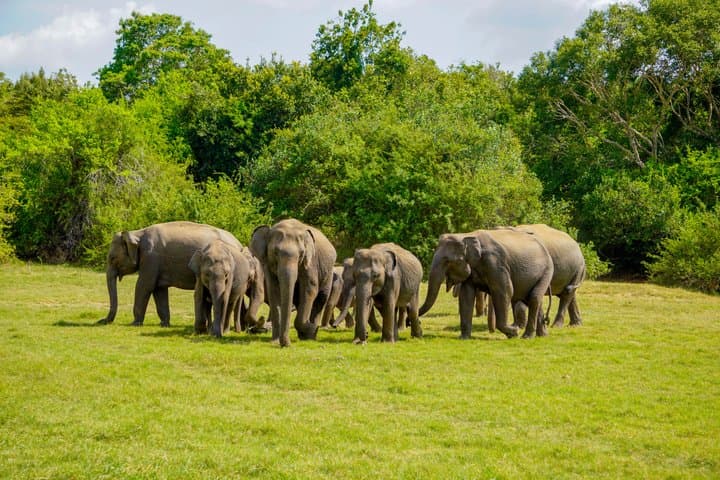 Minneriya National Park Private Jeep Safari with Elephant Viewing