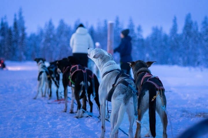 1,5 hour Husky experience in Pyhatunturi