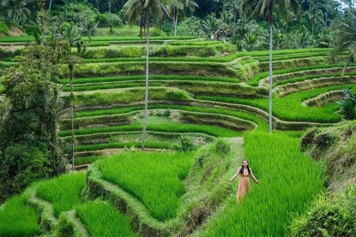 Ubud Tour : All-Inclusive and Private Guided