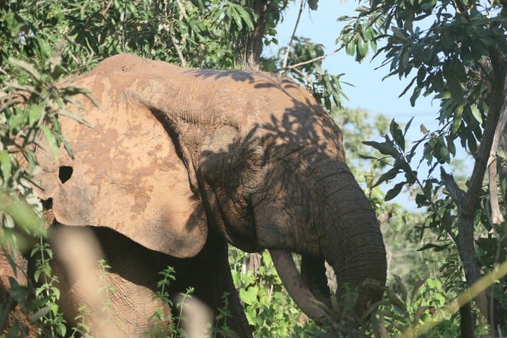 3 days Ghana must go Elephants private Safari