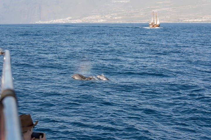 Dolphin Island Boat Trip – Swim, Sun & Lunch Included