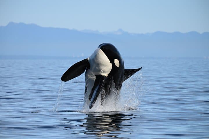הרפתקת צפייה בלווייתנים בחצי יום בוונקובר עם תמונות חינם