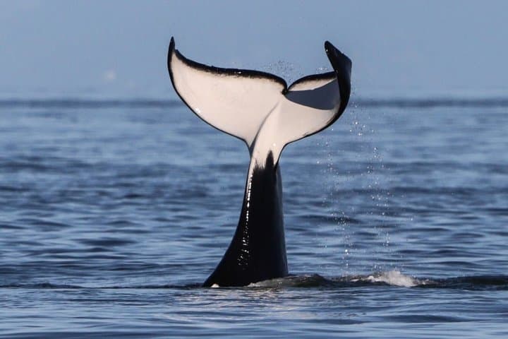 הרפתקת צפייה בלווייתנים חצי יום בויקטוריה עם תמונות חינם