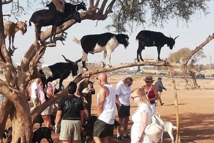 Taghazout or Agadir: Goats in Argan Trees Experience & Souk Visit