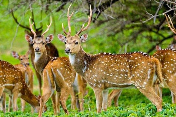ספארי פרטי בפארק הלאומי מדורו אוויה עם מדריך טבע