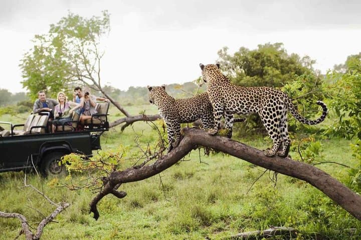 Full-Day Pilanesberg National Park Safari from Johannesburg