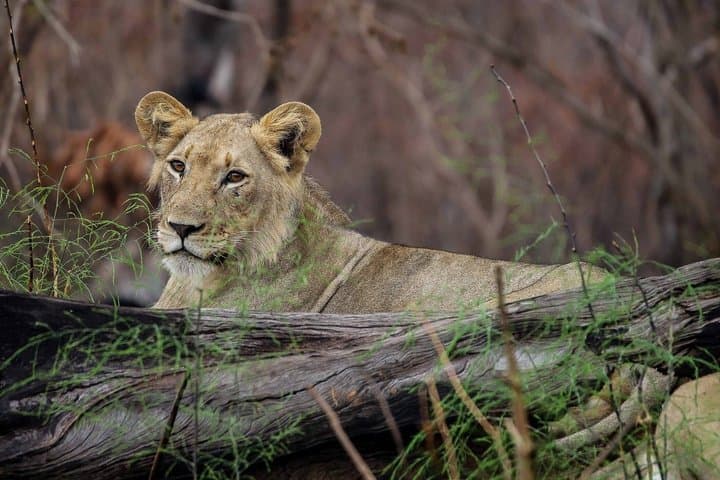 One Day Akagera National Park Big Five Safari