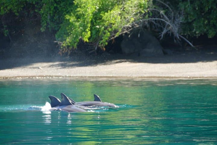 צפייה בלווייתנים עם שנורקלינג ודייג בפוארטו חימנס