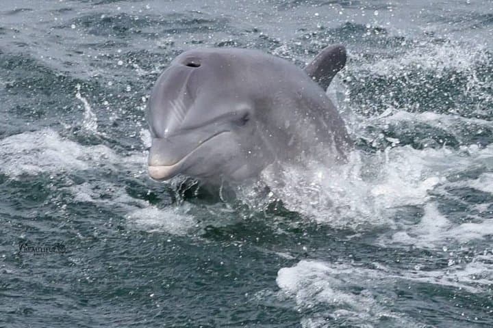 Frisky Dolphin Sightseeing Bay Cruise in Pensacola Beach