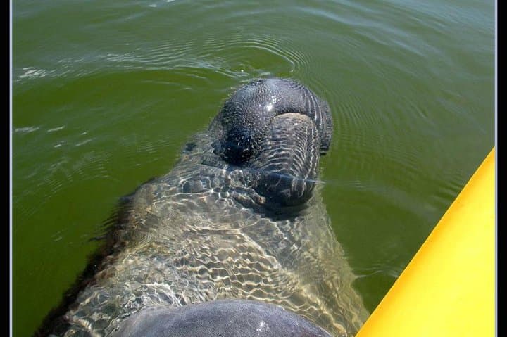 Small Group Boat, Kayak and Walking Guided Eco Tour Everglades