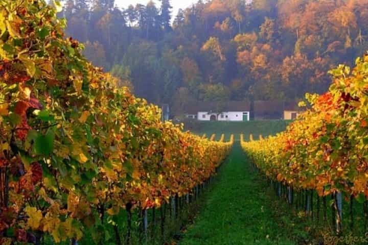 Winetaste in Villany, and visiting Pécs, on a private tour