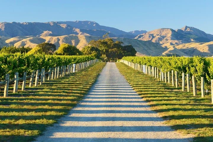 Beyond the Vines - Full-Day Marlborough Wine Tasting Tour