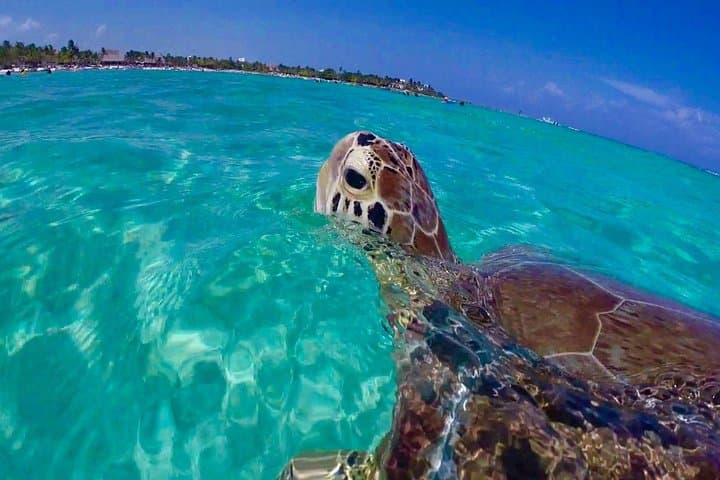 סיור שנורקלינג באי סט. ג'ון מספיר ומארגריטוויל