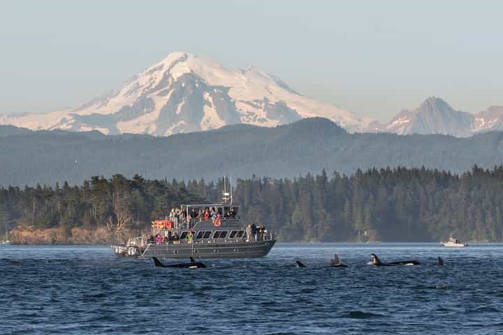 סיור צפייה בלווייתנים מובטח.