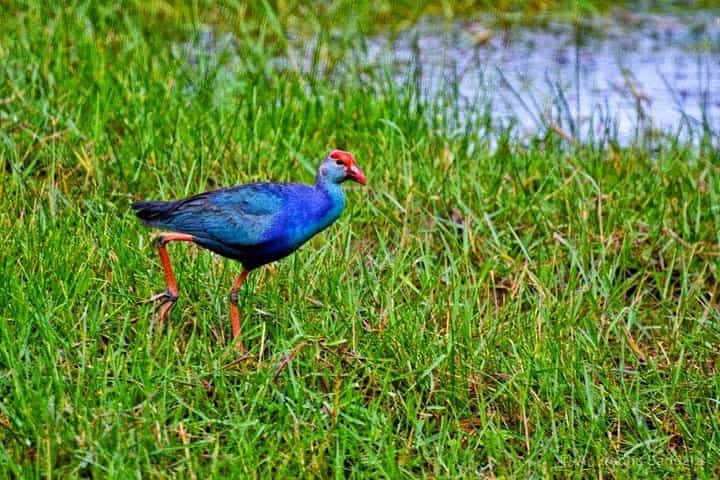 Exclusive: Muthurajawela Bird Watching Tour with Transfers