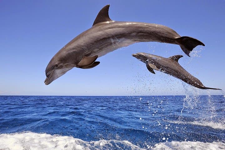 Dolphin Island Boat Trip – Swim, Sun & Lunch Included