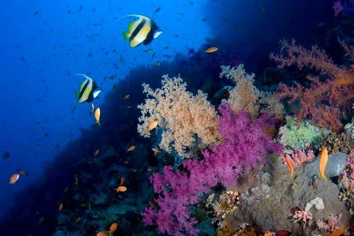 צלילה מקדימה באילת