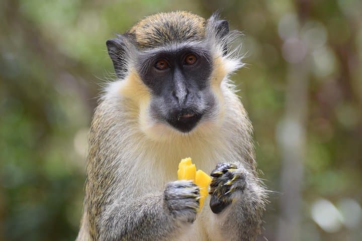 Private Full-Day Barbados Excursion