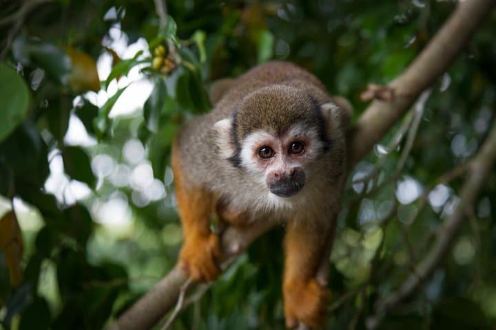סיור במנדרין קופים ובמטעים מפונטה קנה