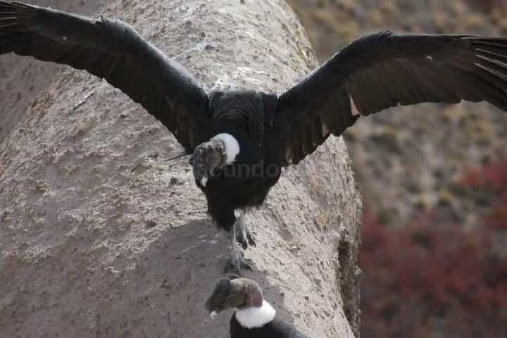 Antisana Volcano Private Tour - Adventure & Condors Watching
