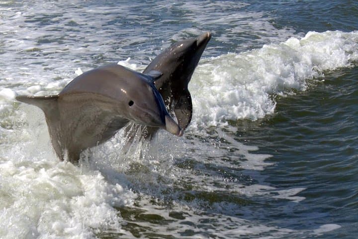 הרפתקת ביולוגית בהנחיית ביולוגית בפארק הלאומי אברגליידס: שייט, טיול + סירת אוויר