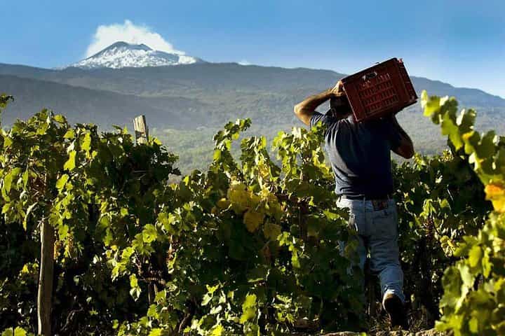 From Syracuse: Private Tour of Three Etna Wineries with food