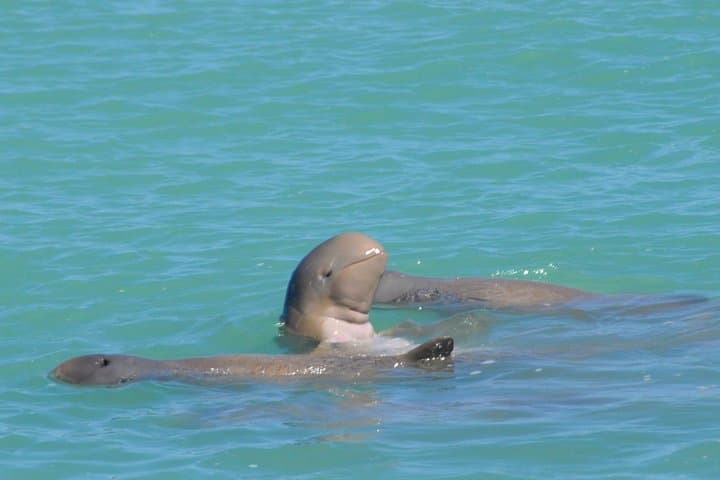קרוז אקולוגי של דולפיני סנובפין מבומו