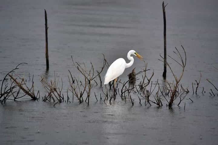 Exclusive: Muthurajawela Bird Watching Tour with Transfers