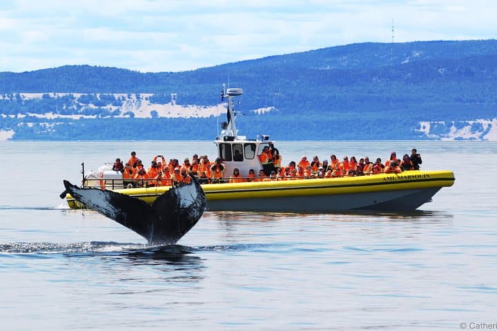Québec City: Whale Watching Tour with Bus Transportation