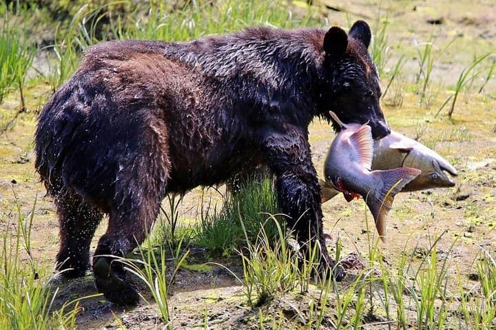 קטצ'יקן הכל באחד
