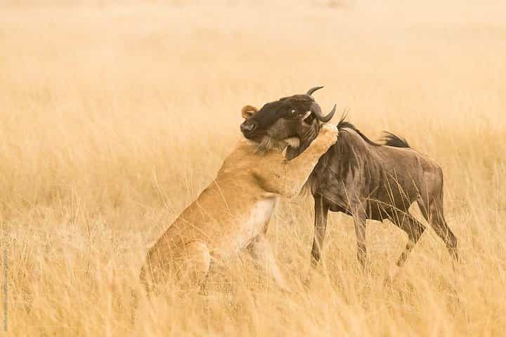 10 יום של Wilderness האפי החתימה