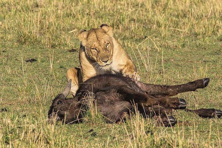 10 יום של Wilderness האפי החתימה