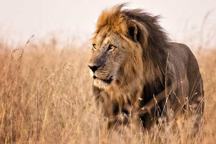 10 יום של Wilderness האפי החתימה