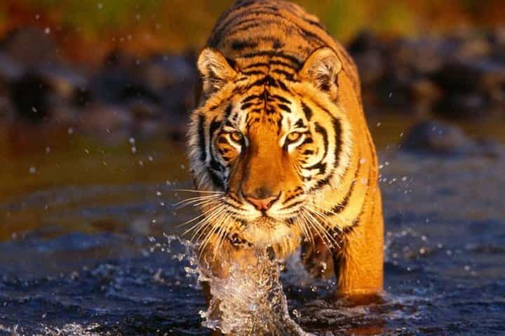 6 Day Golden Triangle Tour with Ranthambore Tiger Safari
