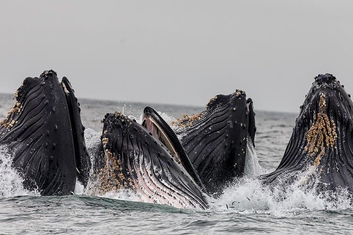 Wildlife Viewing, Sightseeing and Whale Watching Quest