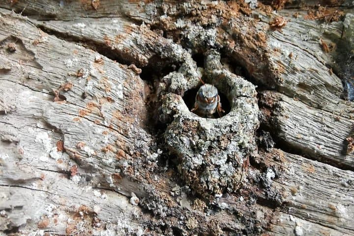 סיור דבורים מאיות בוואלאדוליד עם ארוחת צהריים או ארוחת בוקר וטעימת דבש.