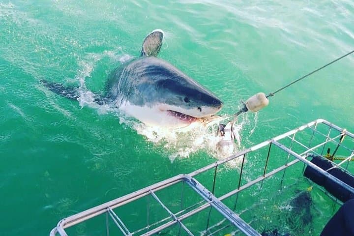 Gansbaai Shark Cage Diving with surface air available