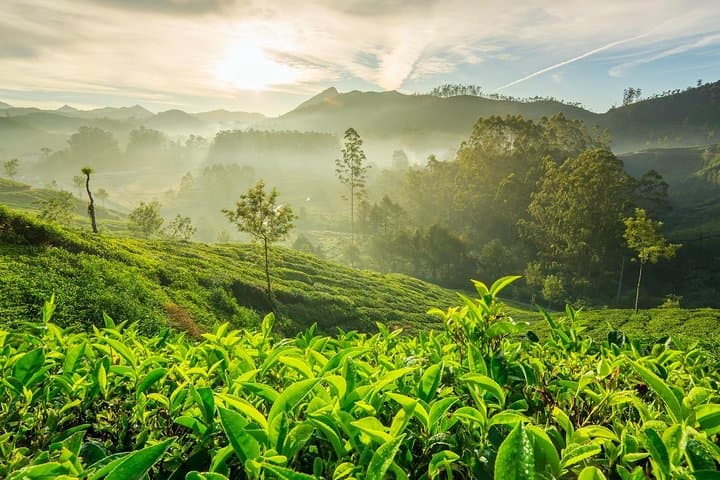 טיול של 4 ימים הטוב ביותר בקראלה עם ספינת בית פרטית, סיורים ורכב.