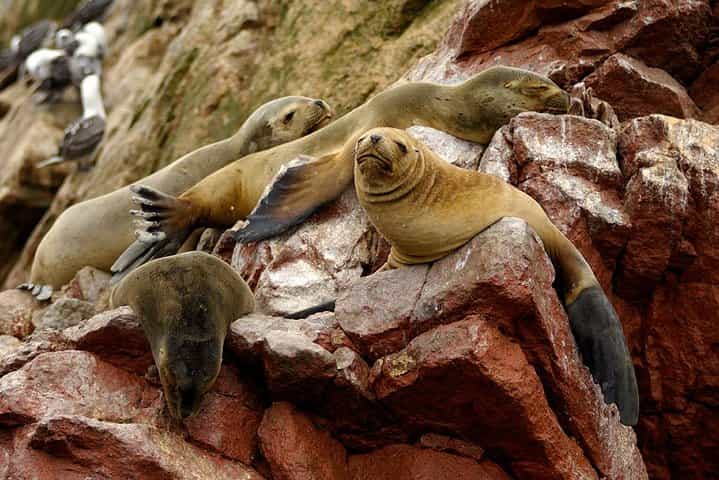 Ballestas Islands from Paracas | CRUISESHIP PASSENGERS