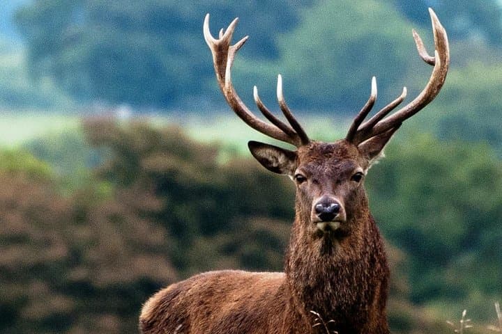 Wild Red Deer viewing safari with expert guide. Connemara, Galway