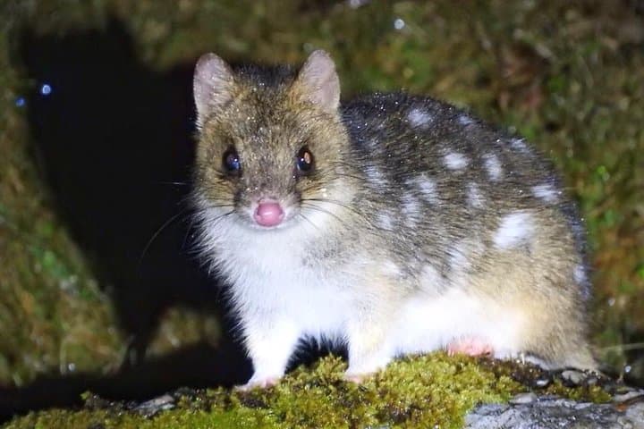 Wildlife Night Spotting at Cradle Mountain