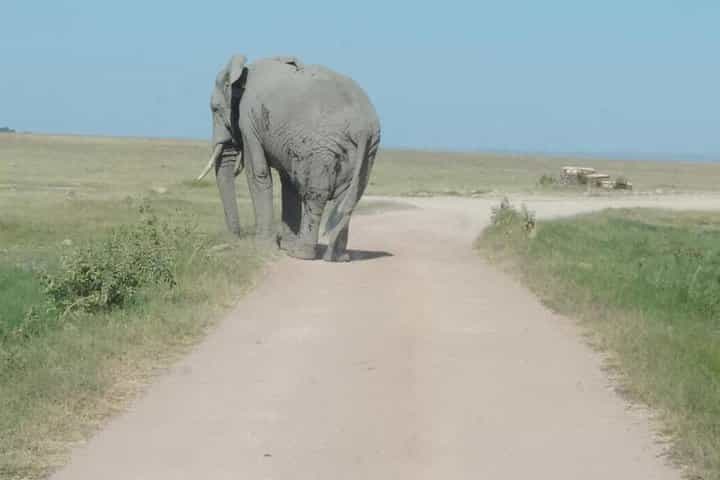 7 days safari Kenya Discovery