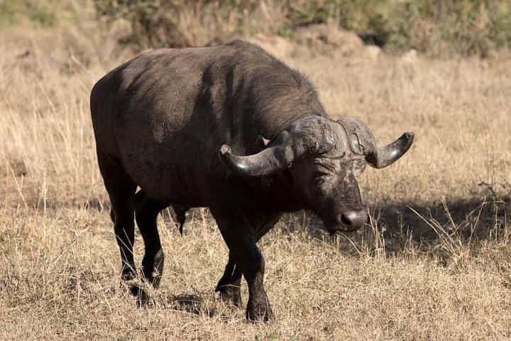 5 ימי ספארי הרפתקאות ניירר על הכביש ומיקומי