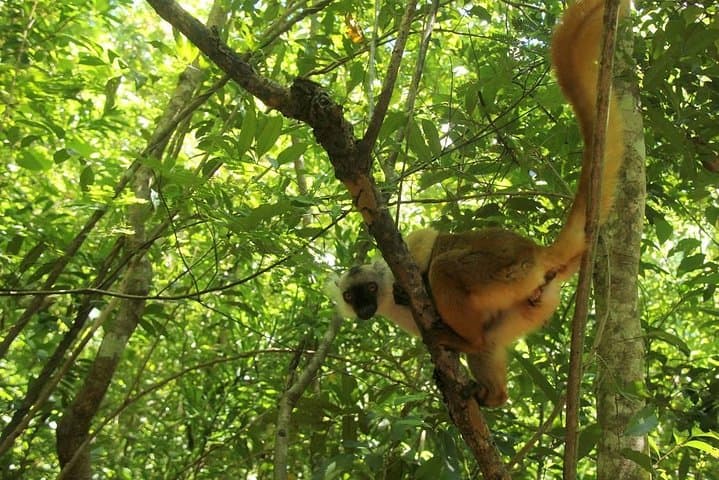 שמורת לוקובה