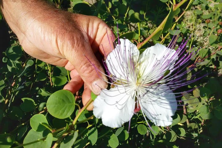 קפרו די סלינה: חווית טעימה ייחודית