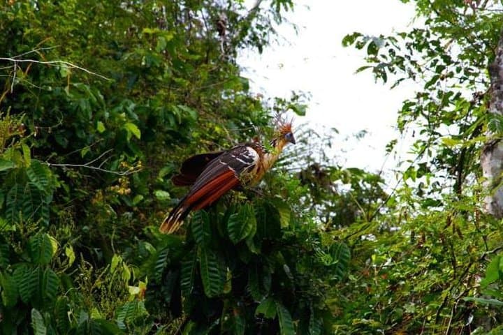 Eco Jungle 3 Days - 2 Nights